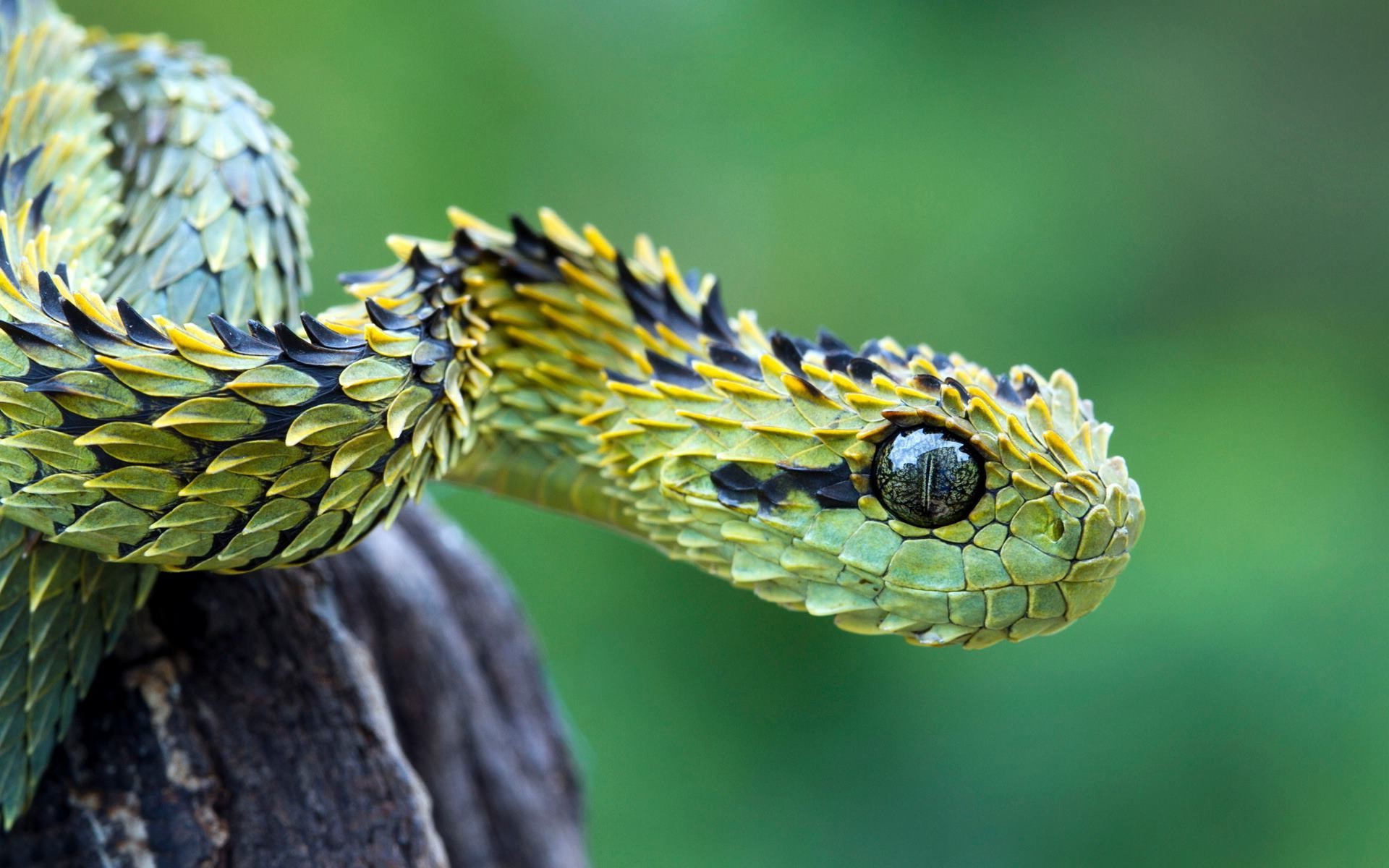 Best Viper Snake Wallpaper HD With Resolution