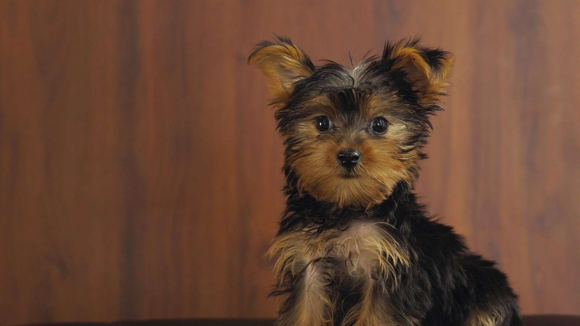 Yorkshire Terrier Pictures Wallpaper HD