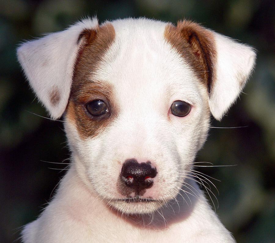 Jack Russell Terrier High Quality And Resolution