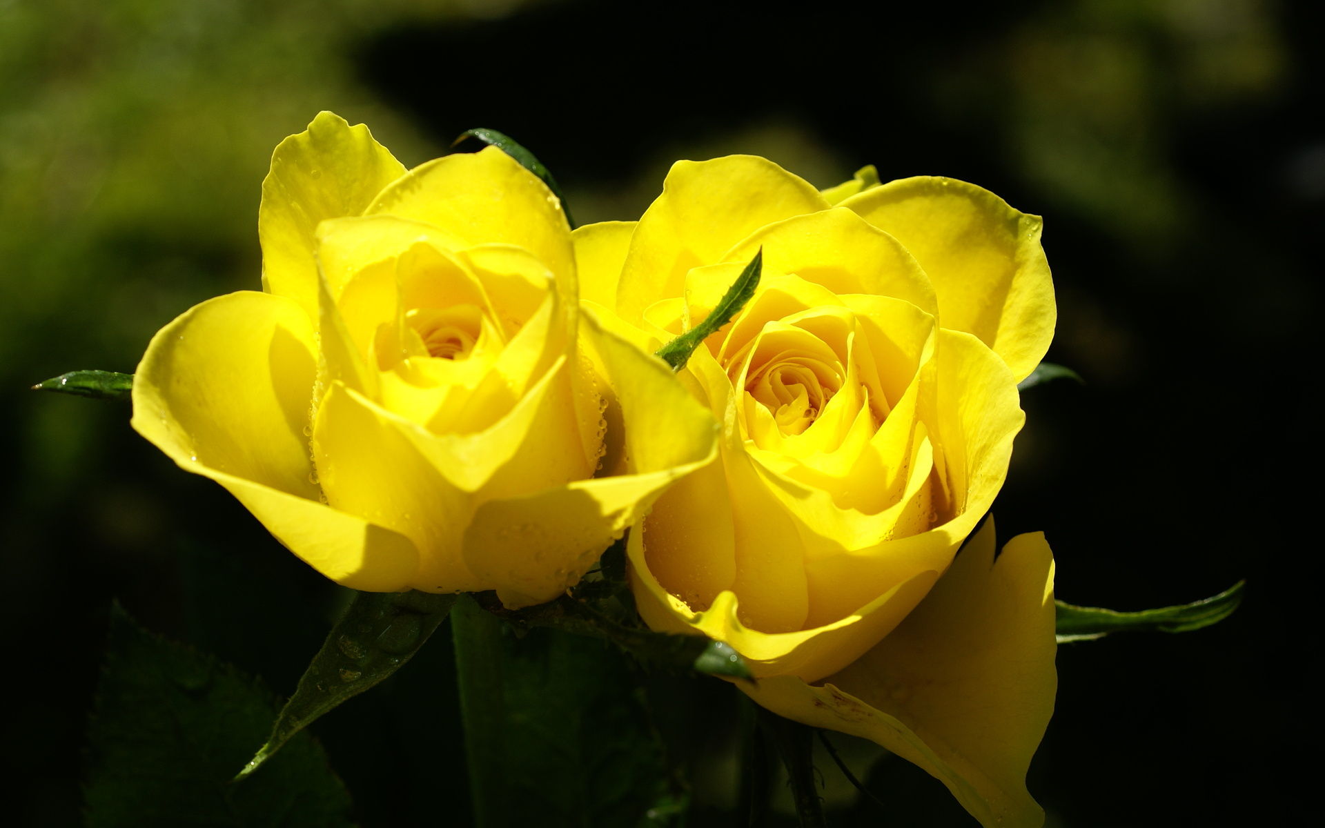 Yellow Roses Rose Flower Pictures Jpg