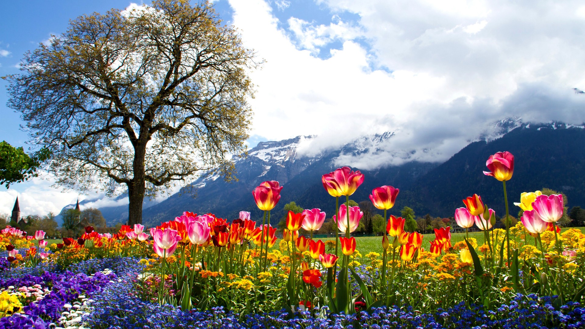 Nature Beautiful Spring HD Wallpaper Colored Tulip Tree