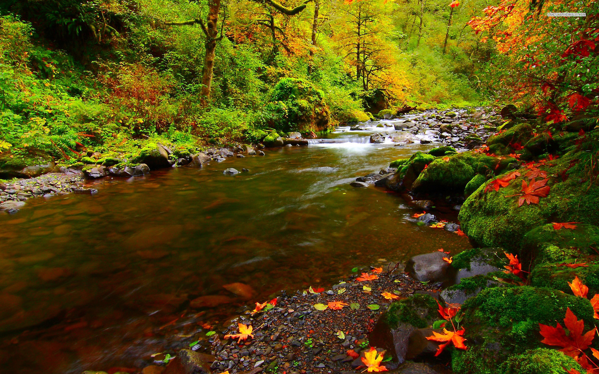 Free Download Forest Stream Wallpaper 1920x1200 For Your Desktop Mobile And Tablet Explore 39 