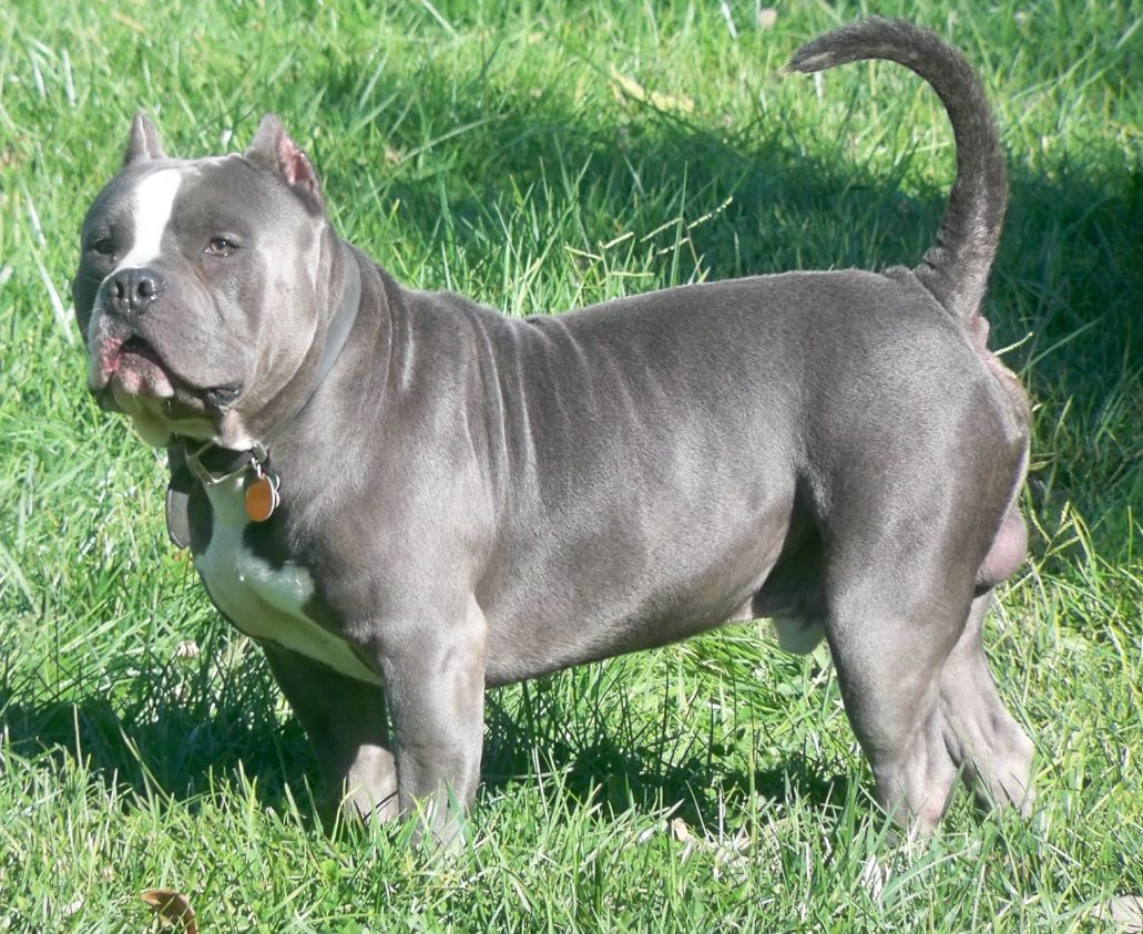 American Bully Wallpaper Pets Cute And Docile