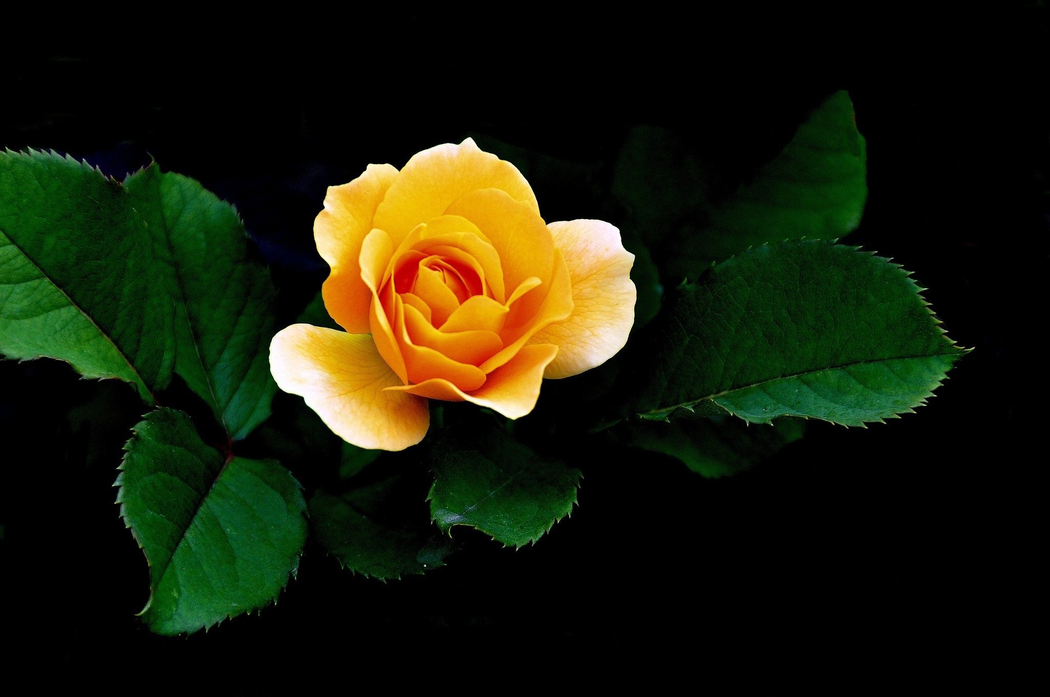 Yellow Rose Wallpaper For Mobile - Free Yellow Rose Wallpapers Wallpaper Cave : Compatible with