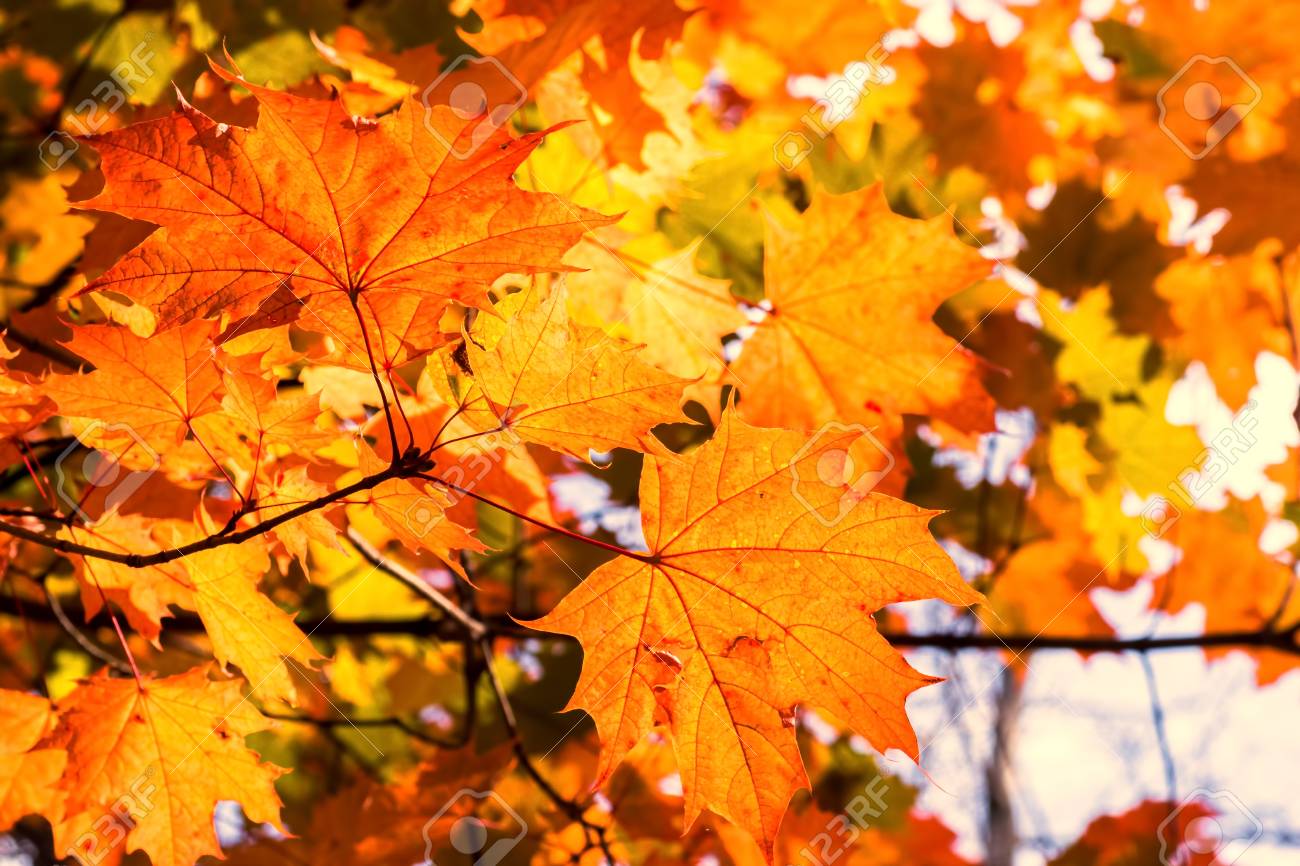 Bright Orange Autumnal Leaves Creates A Crisp Background Against