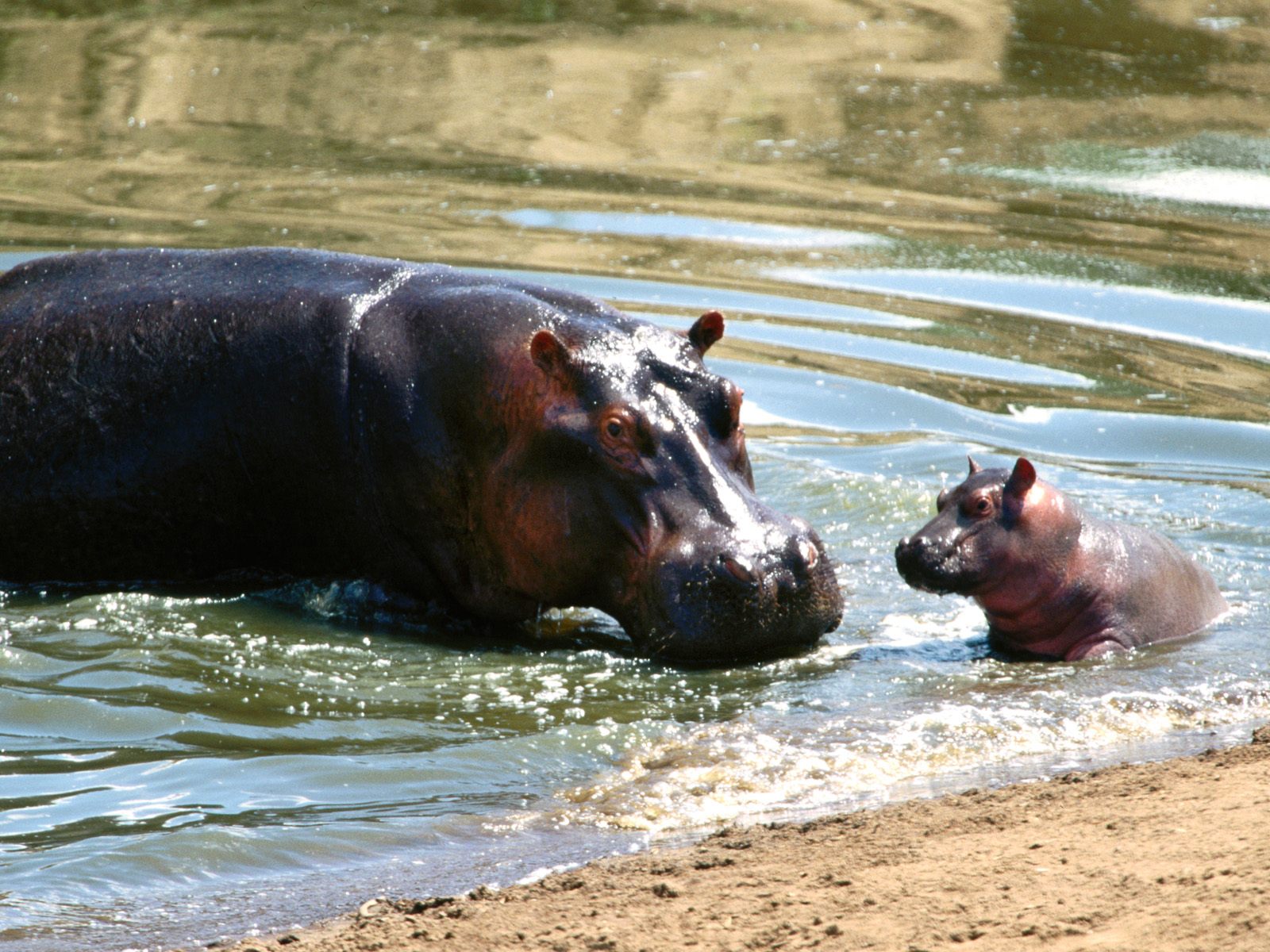 Hippos Image Hippo Wallpaper Photos