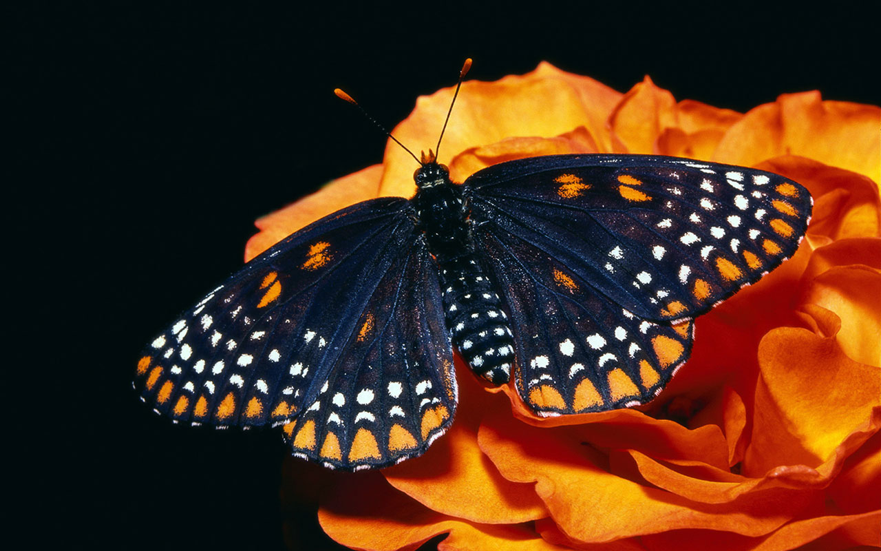 Orange Pattern Wallpaper Black Butterfly HD Animal