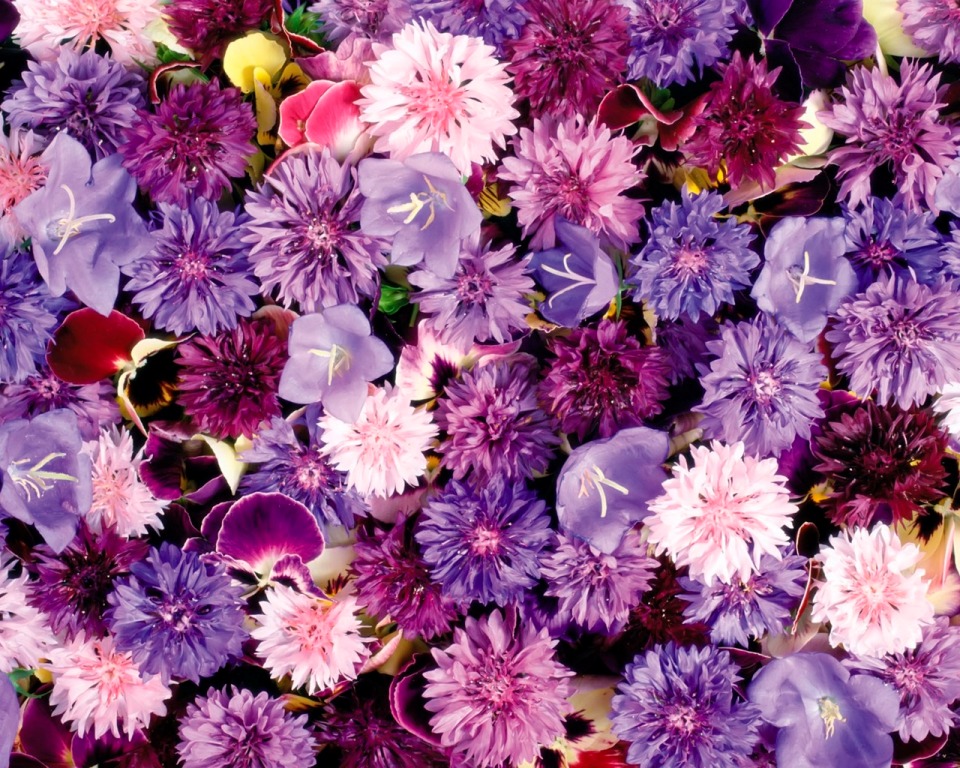 Flower Wallpaper Background Desktop