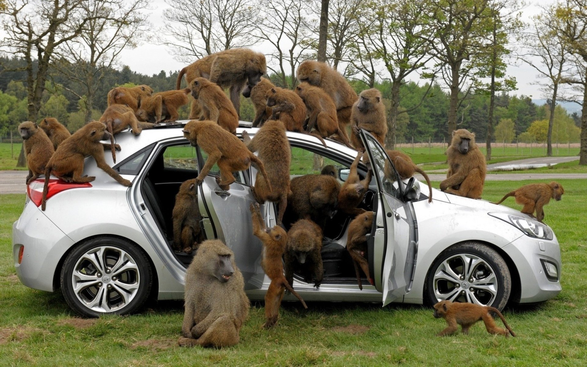 A troop of baboons playfully explores a silver car in a grassy field, climbing on the roof, hood, and inside the vehicle