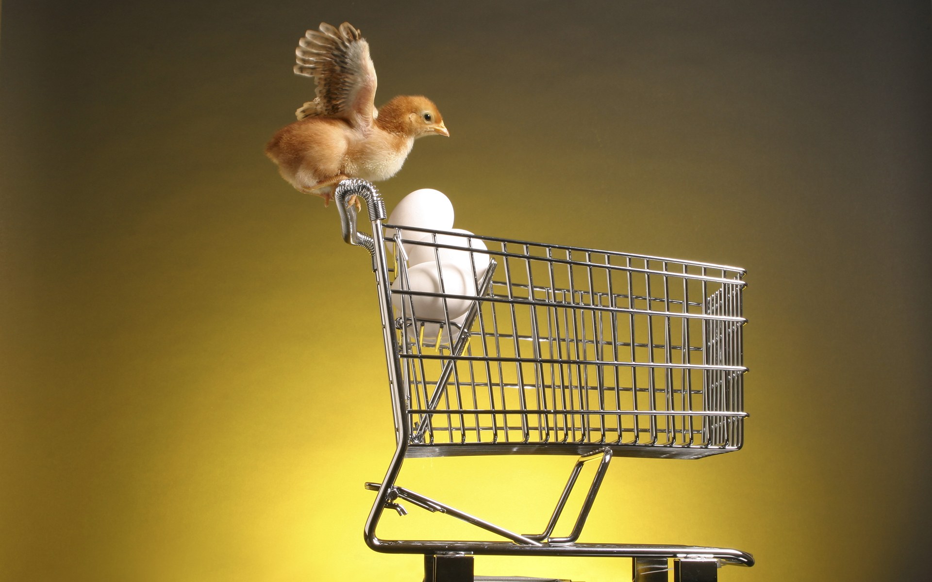 A Chick On Trolley Of Eggs No Desktop Wallpaper