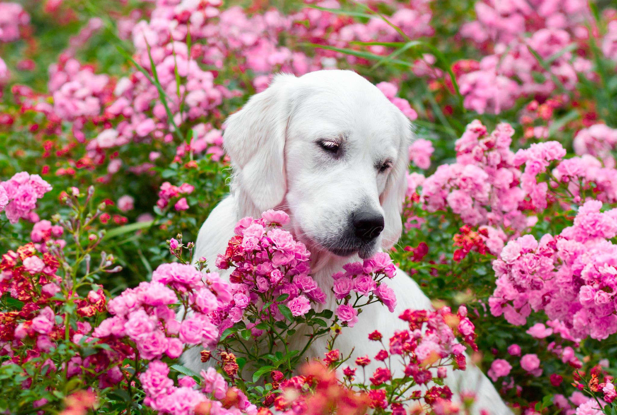 Pink Dog Wallpaper