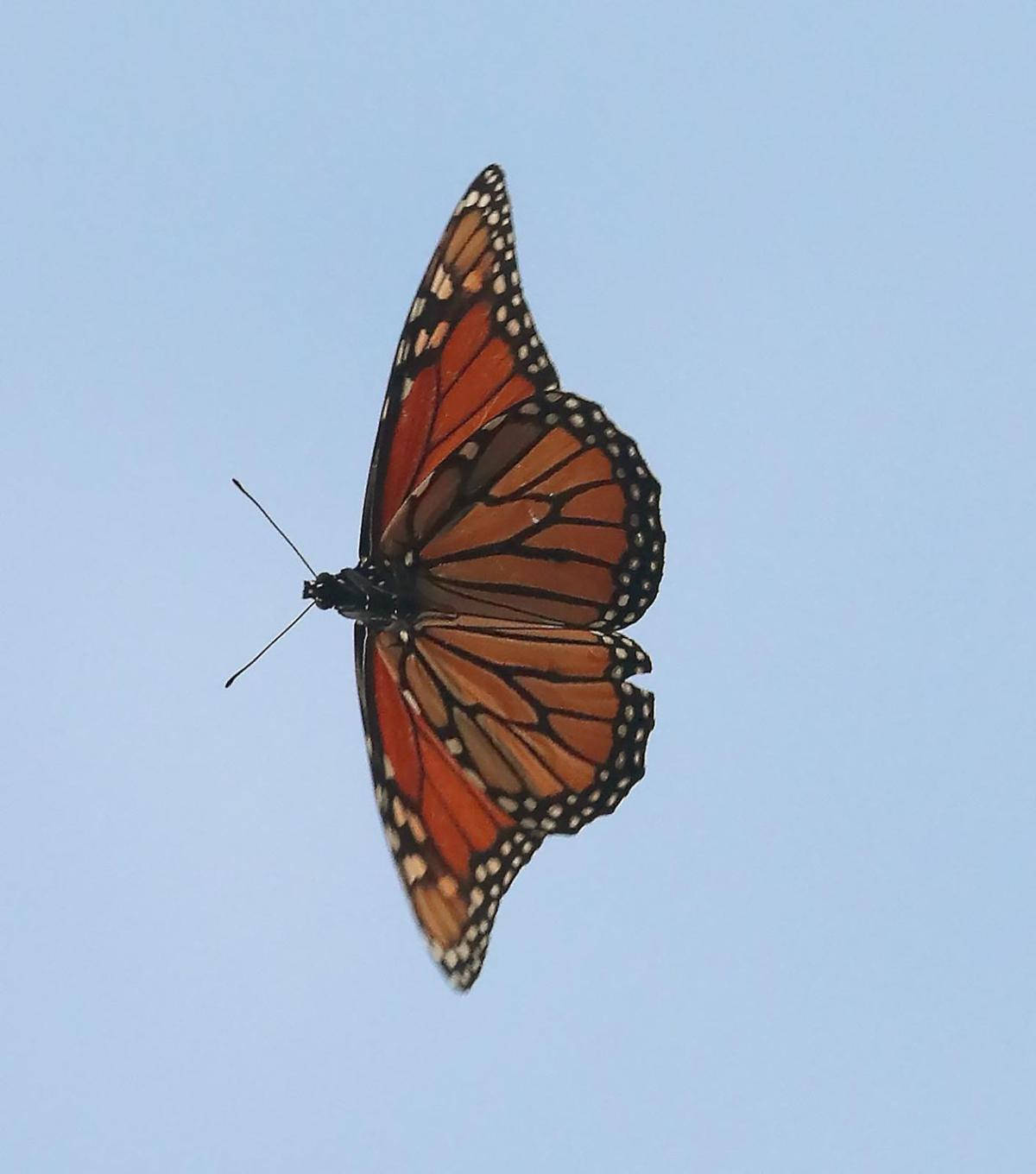 Butterfly Aesthetic Wallpaper