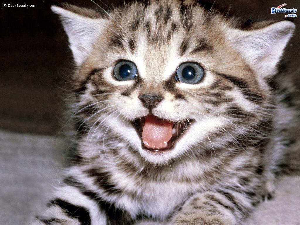Animal Image Wallpaper Desktop HD Cute Baby