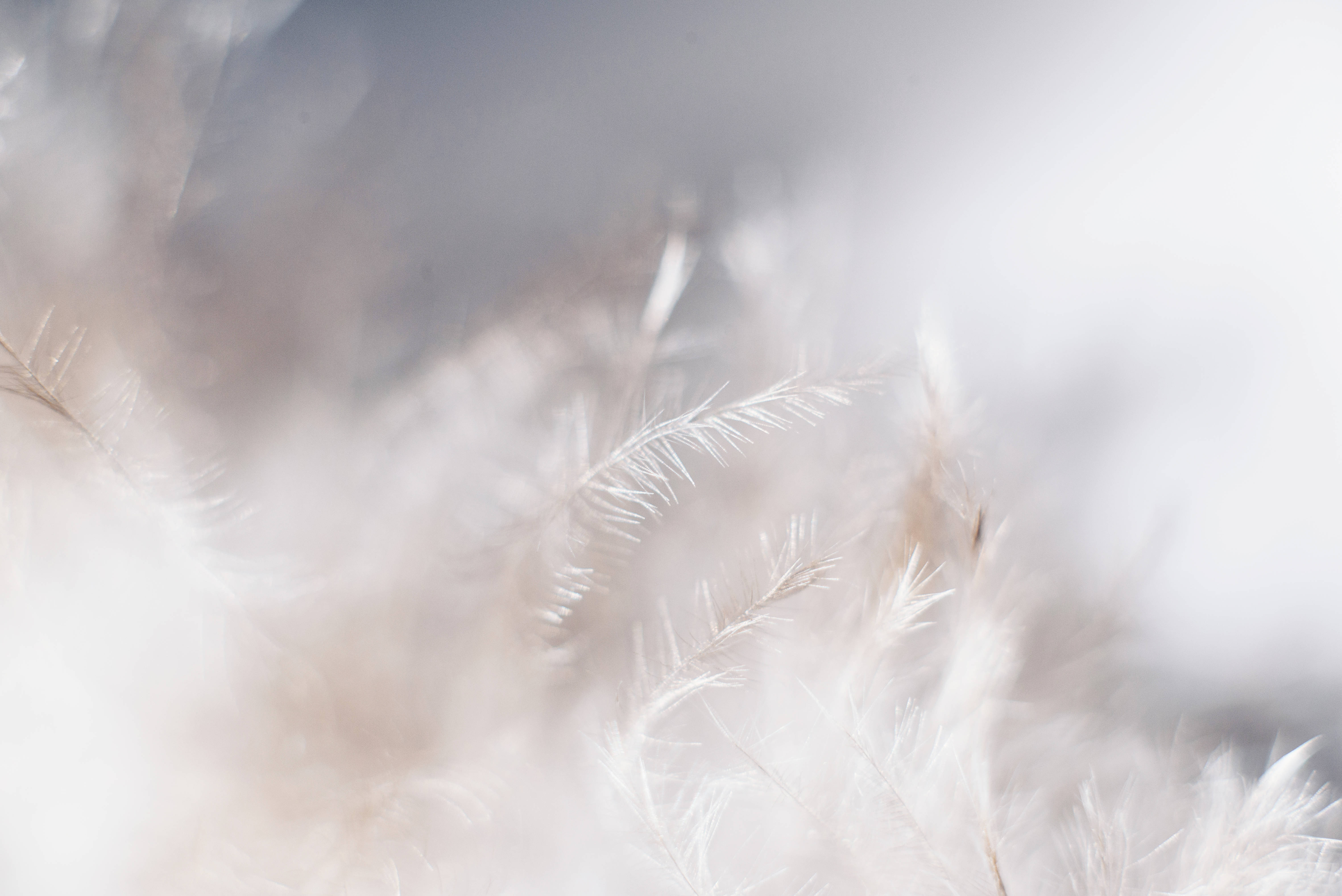Close-up of delicate white feathers, creating a soft and textured background