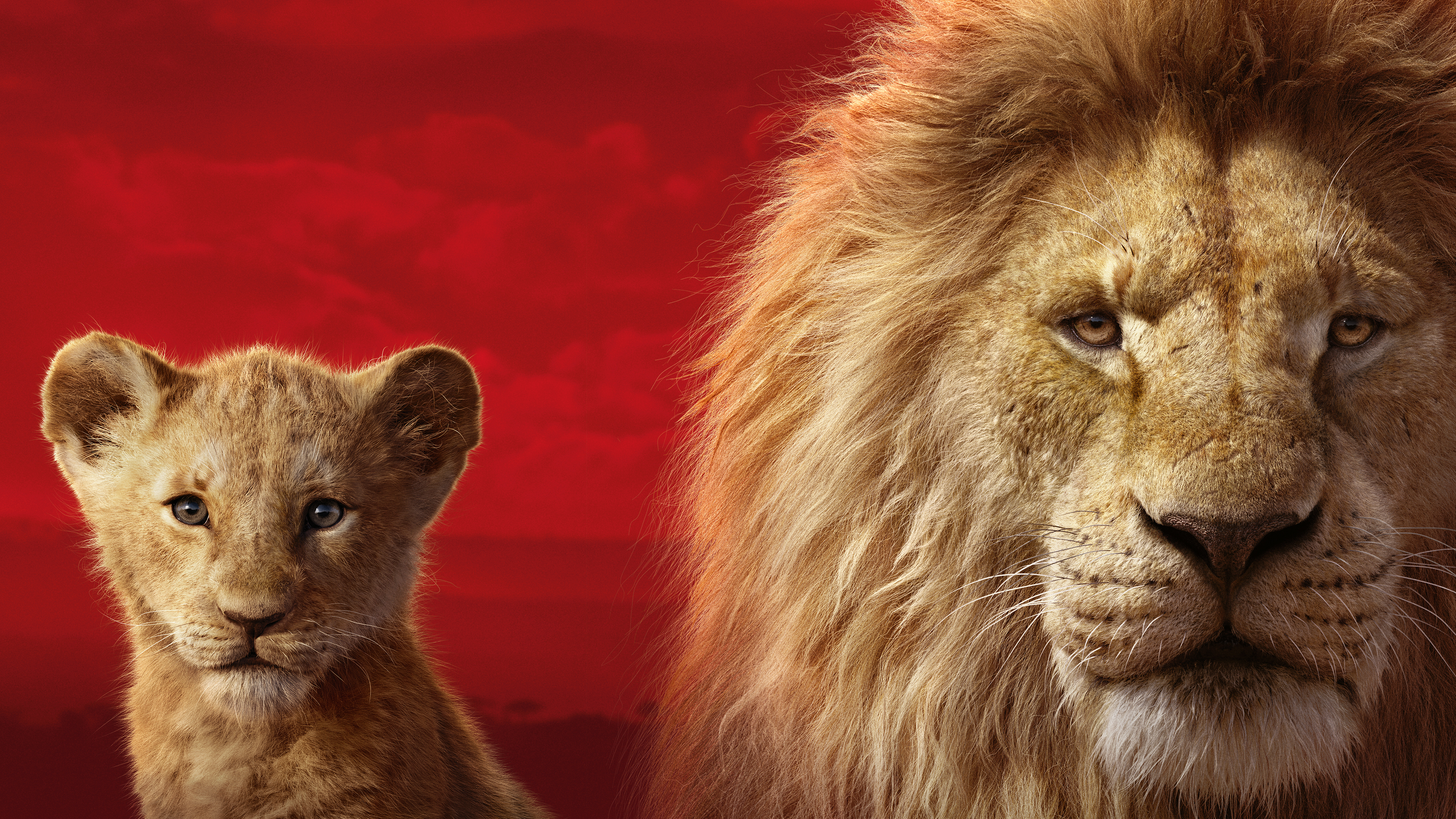 The Lion King 5k Retina Ultra HD Wallpaper Background