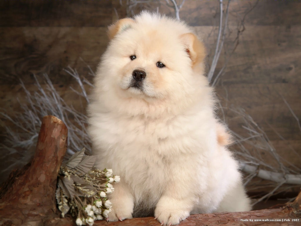 Cute Chow Puppy Dog Wallpaper For Your Puter Desktop