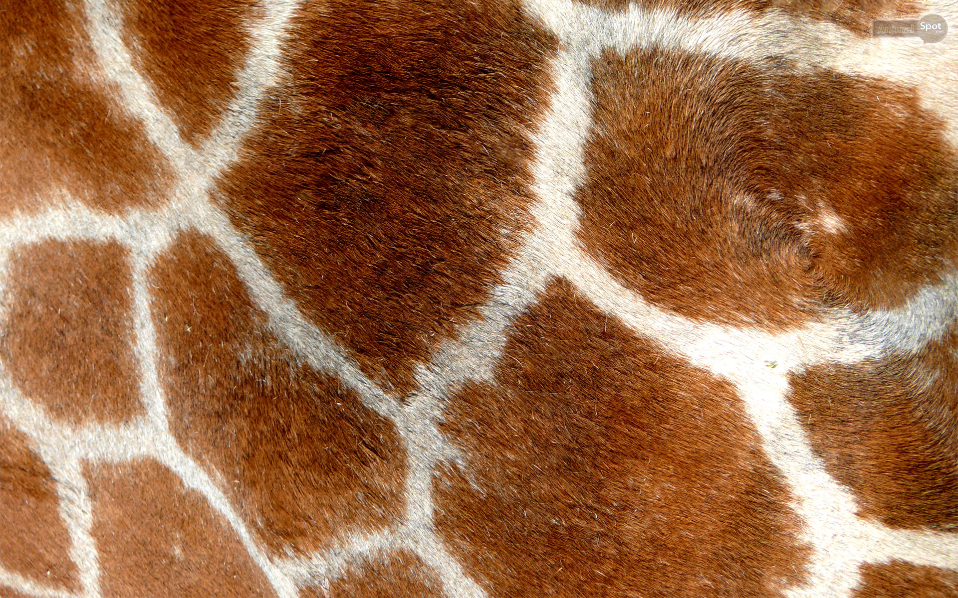 Giraffe Print Wallpaper For Desktop