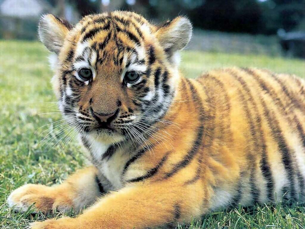 Cute Baby Tigers HD Wallpaper In Animals Imageci