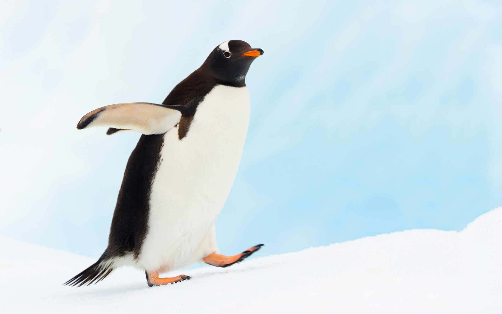Desktop Background Penguin Wallpaper Animals Pinguin