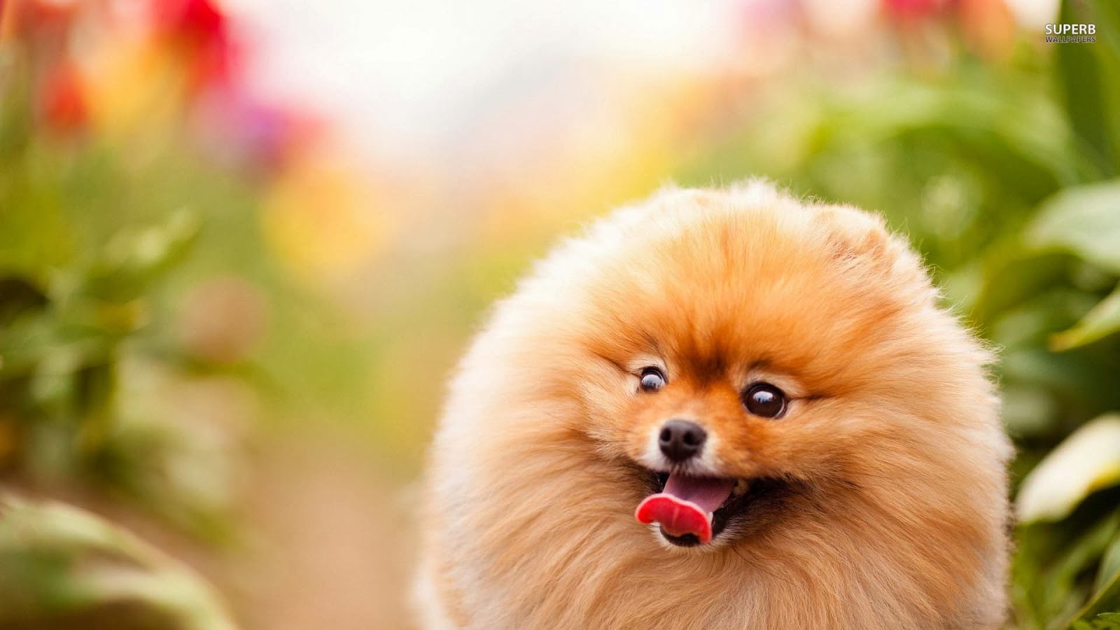 Wallpaper Pomeranian Cute