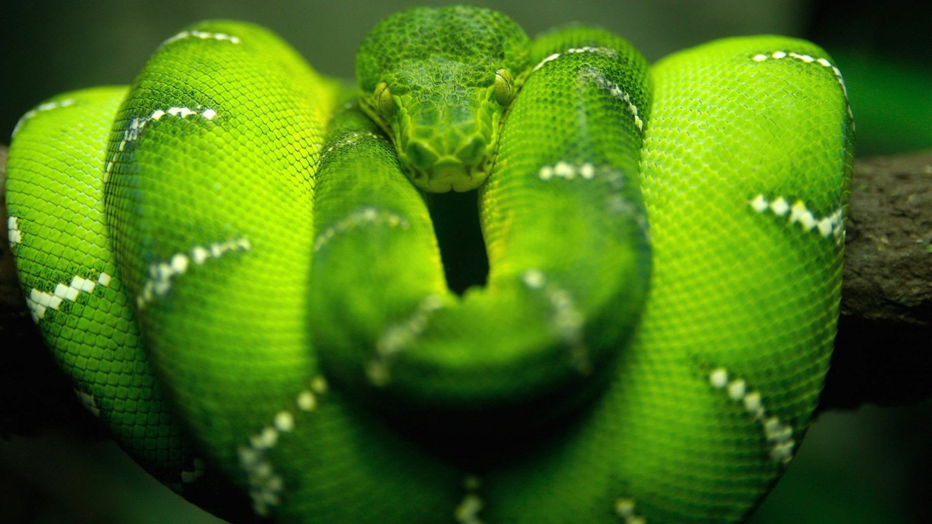 Green Snakes Wallpaper Smoke