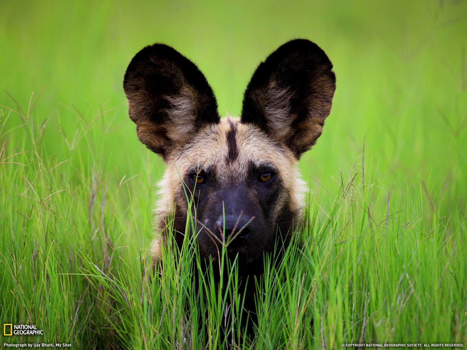 Wild Dog Photo Botswana Wallpaper   National Geographic Photo of the 1600x1200