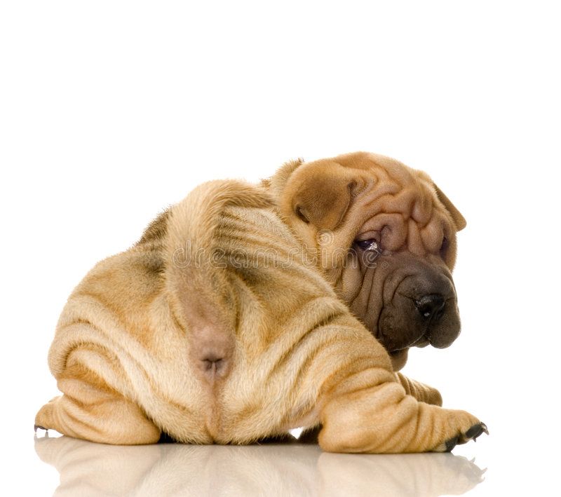 Sharpei In Front Of A White Background Sponsored