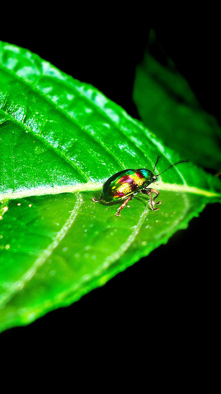 Insect Wallpaper For iPhone HD