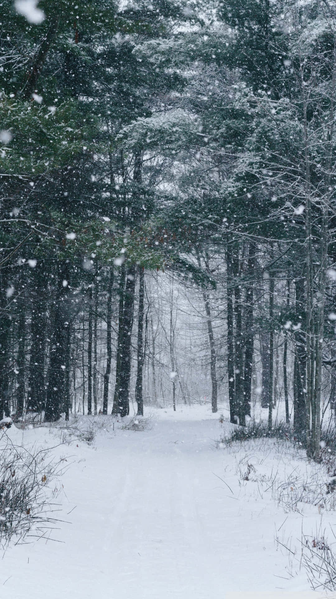 Snow Falling Wallpaper