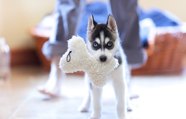 Wallpaper Puppy Husky Dog Toy