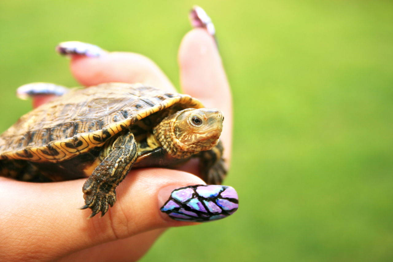 Cute Turtle Wallpaper