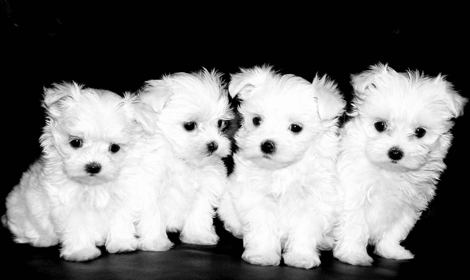 Four Little Indian Maltese Puppies
