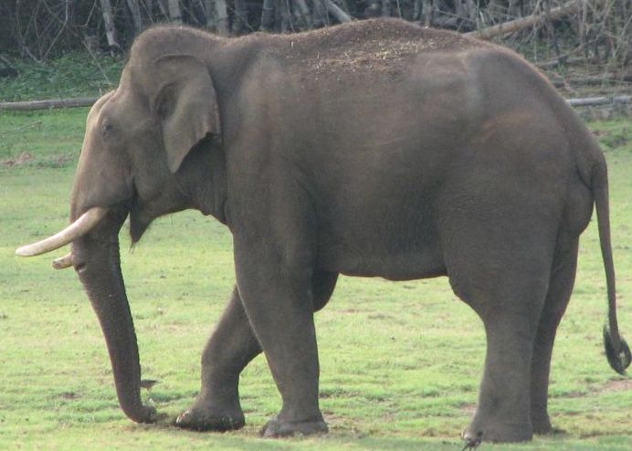 Footage Released Indian Elephant Captured On Film Laying An Egg
