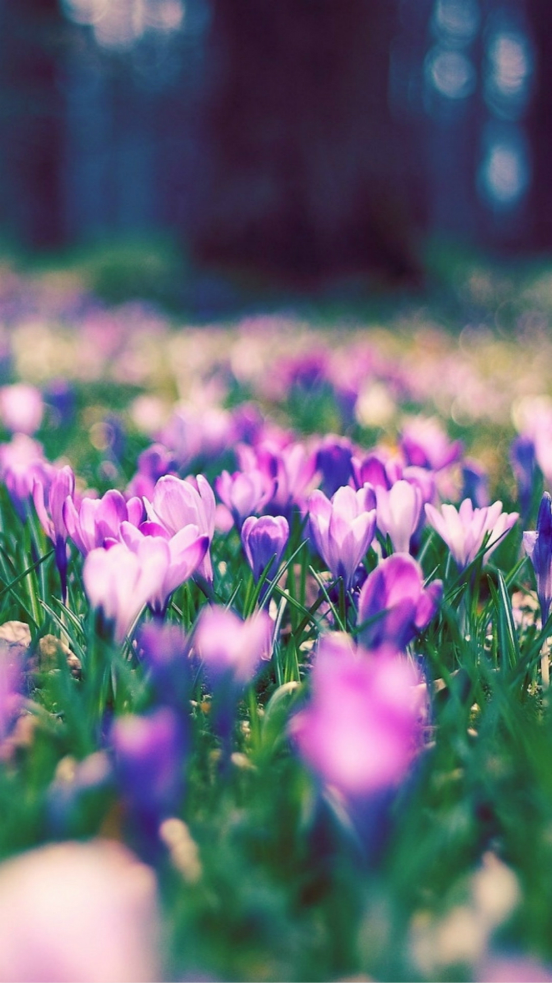 Nature Spring Purple Blossom Flower Garden Bokeh iPhone