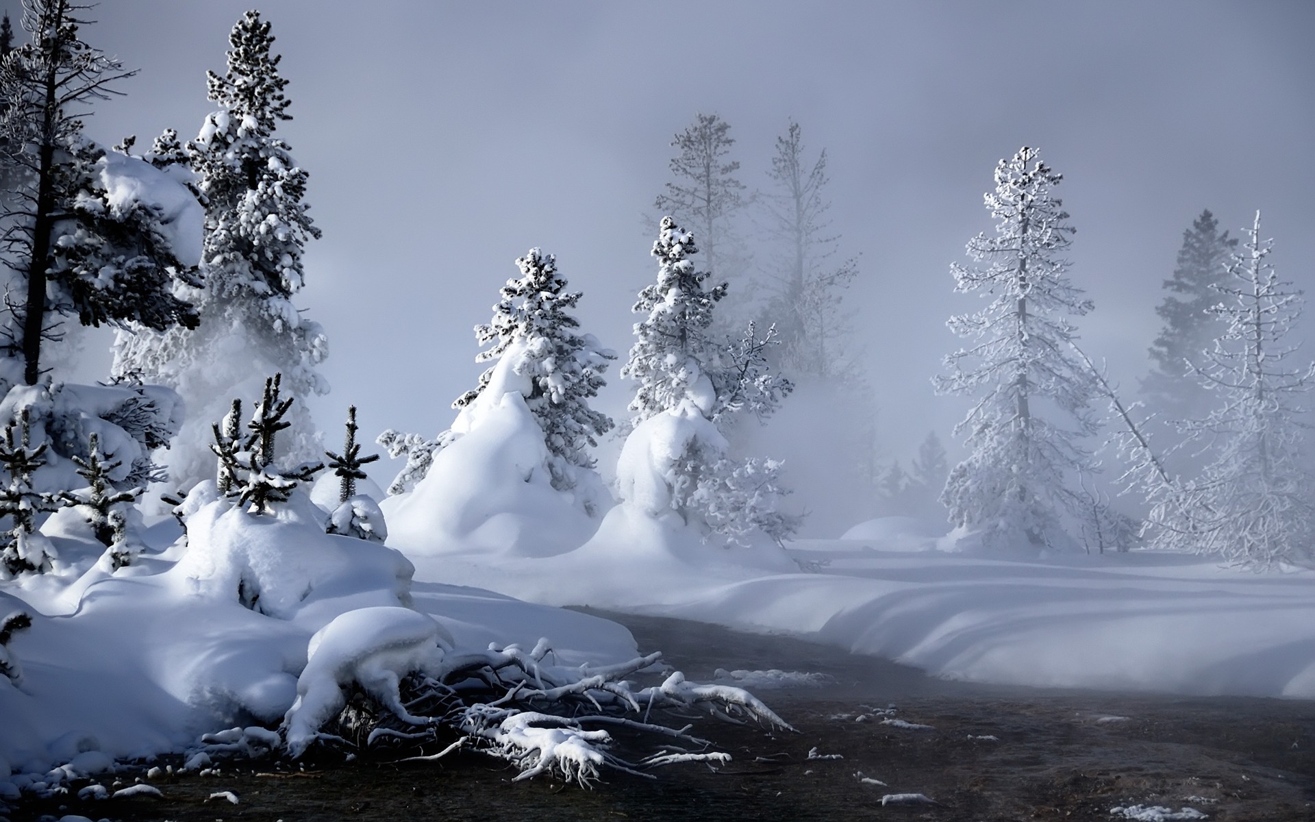 Winter forest in cloudy weather wallpapers and images   wallpapers