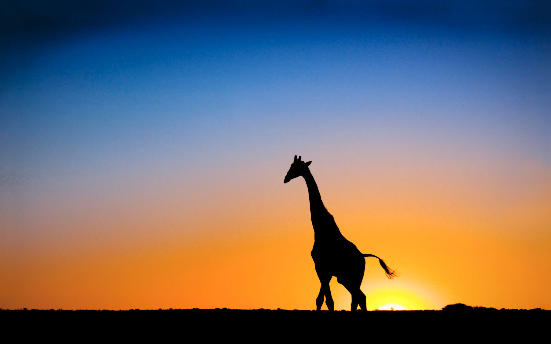 Sunset Giraffe Botswana Wallpaper HD