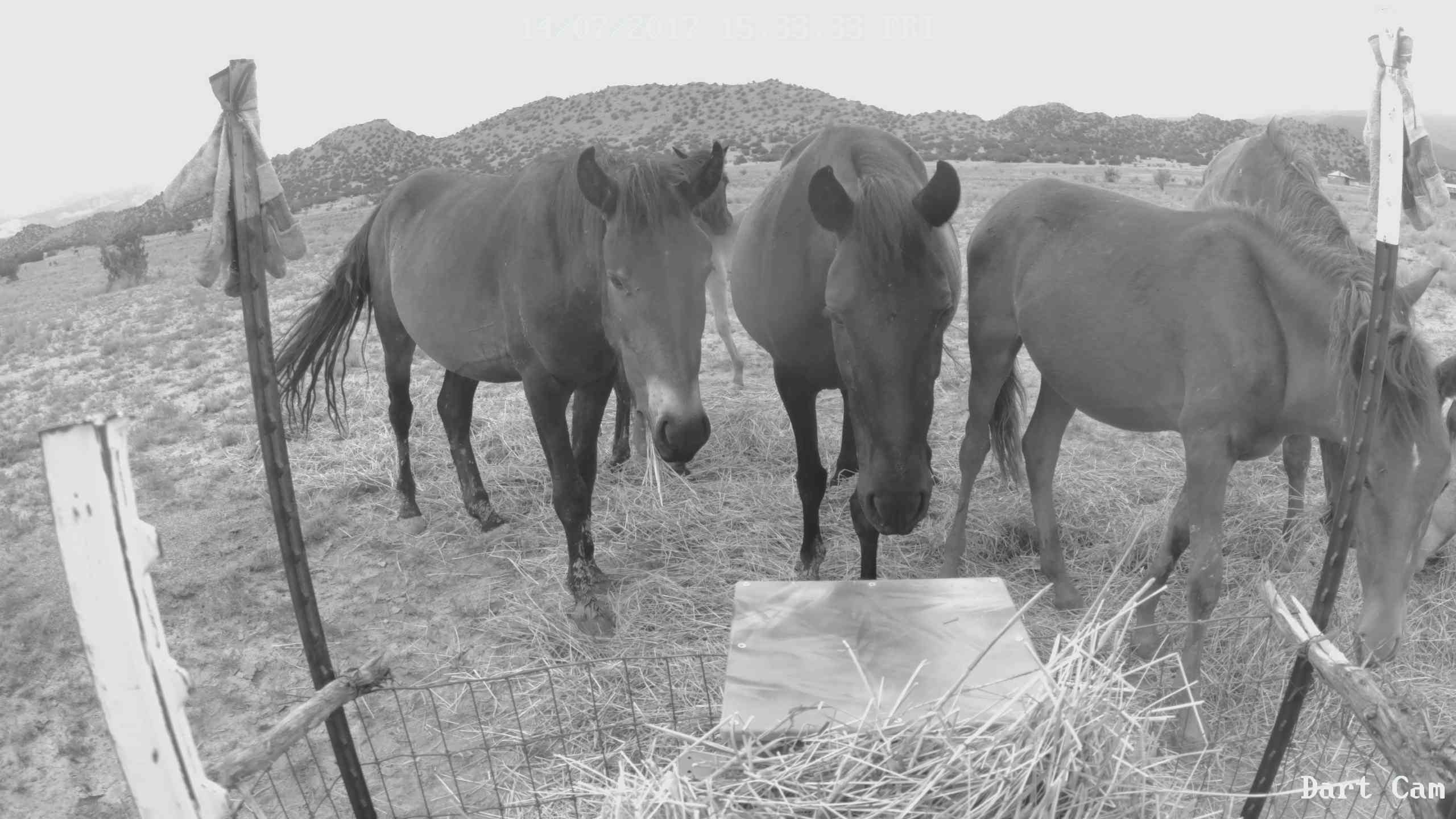 Pany Develops Innovative Wild Horse Feeding Stations With Help