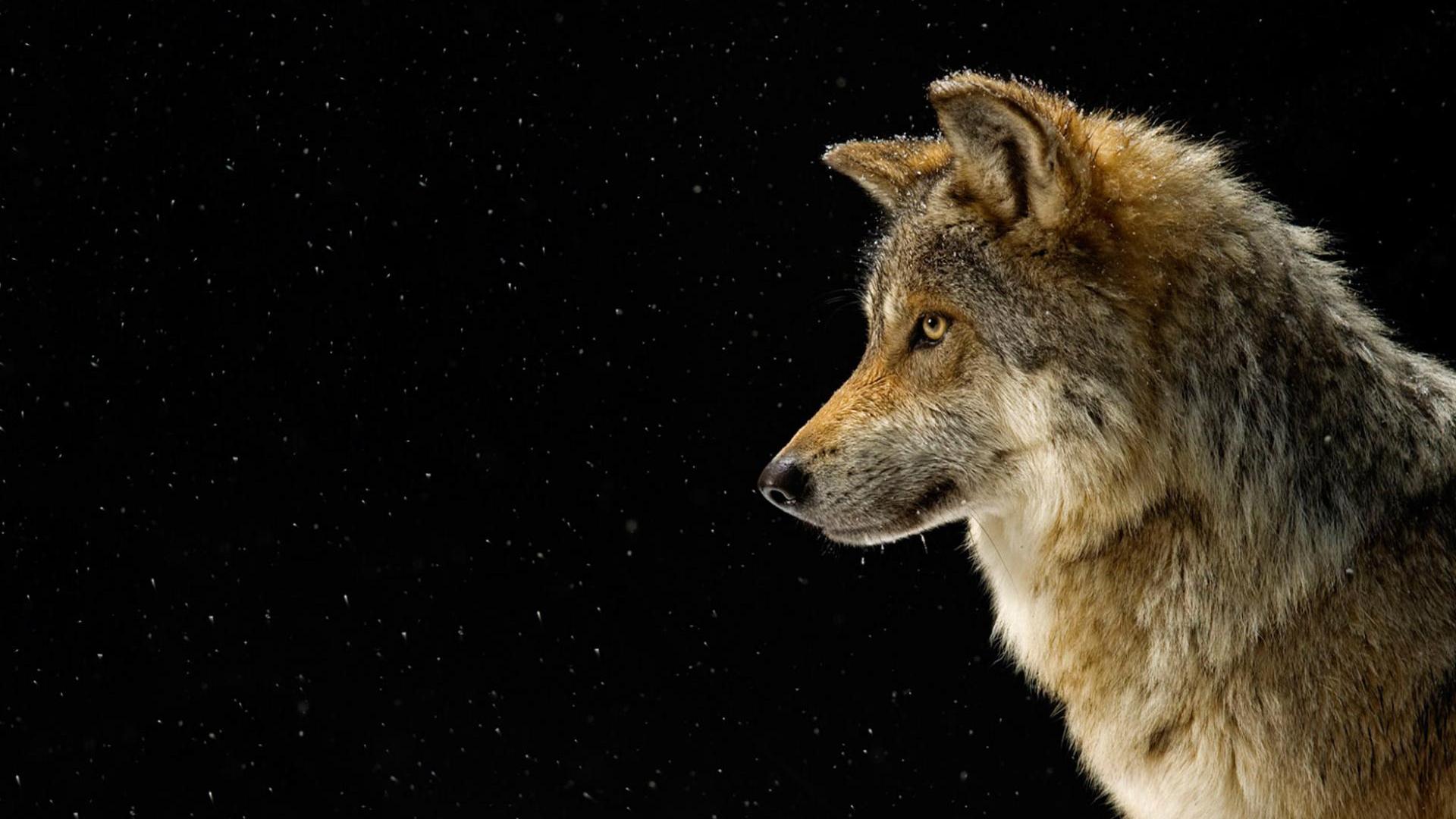 Wolf Black Pictures HD Wallpaper Of Animals