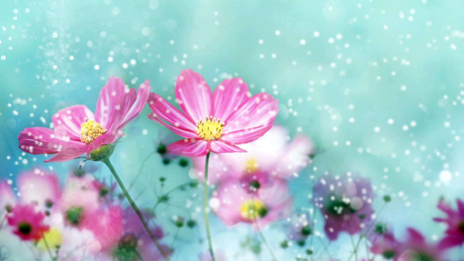 Flower Desktop Background