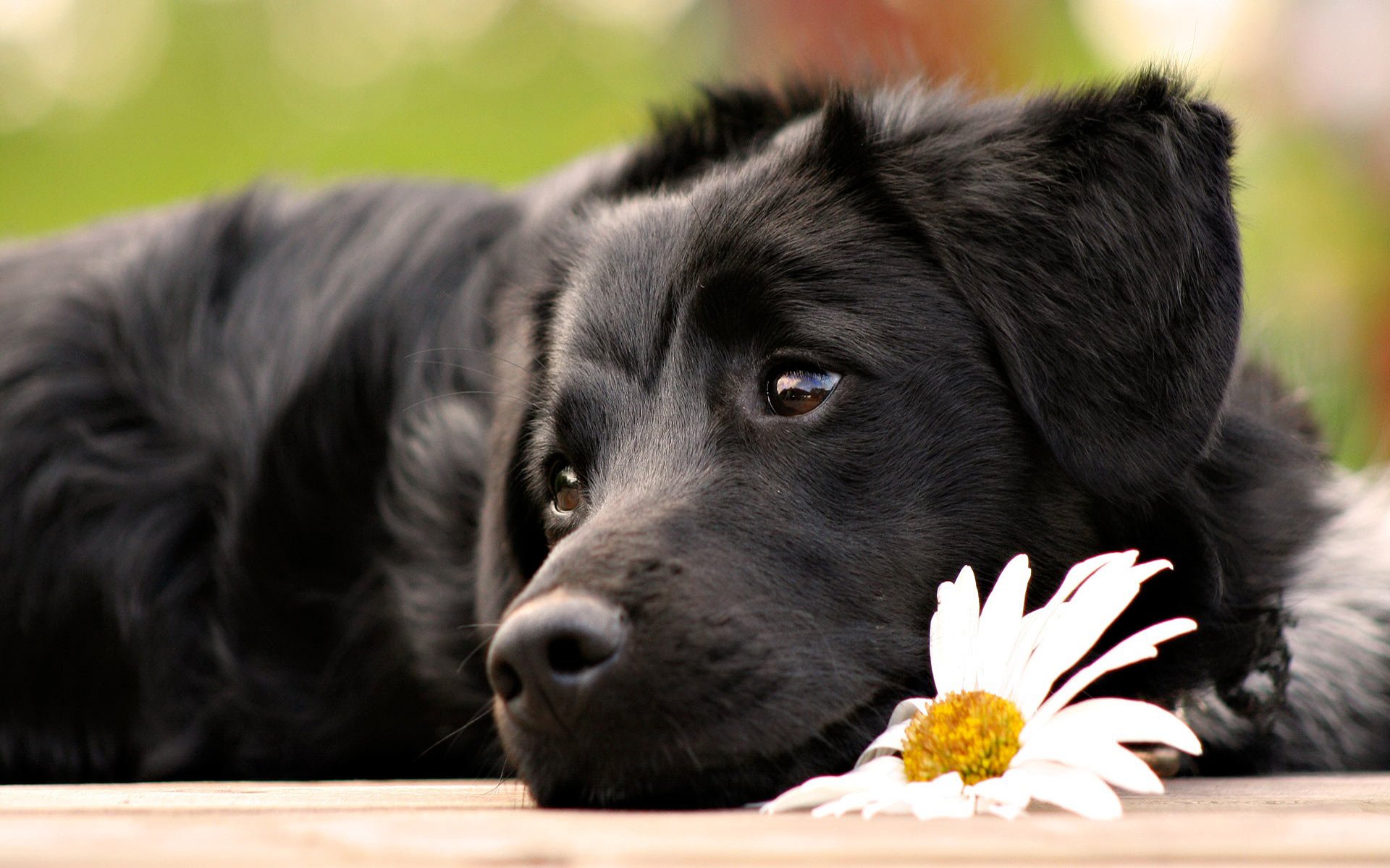 Free Cute Black Dog With Flower computer desktop wallpapers pictures