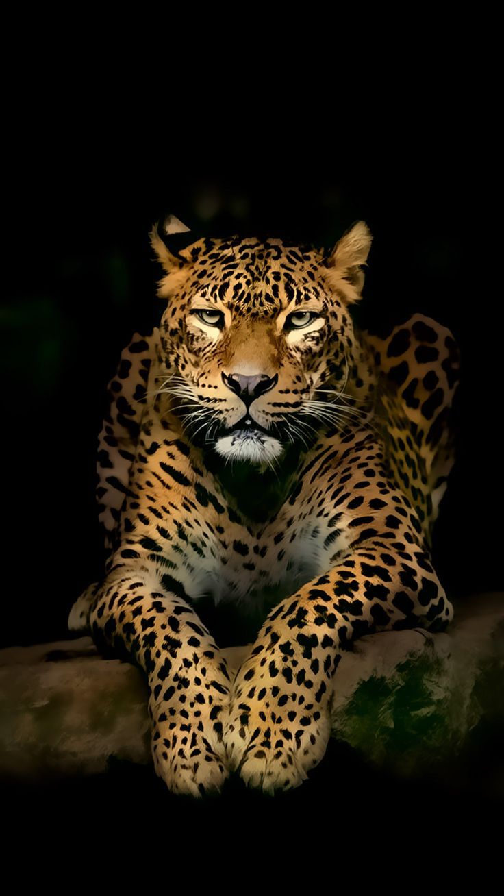 Android Wallpaper Serious Leopard 3D Spots Illustration Wild