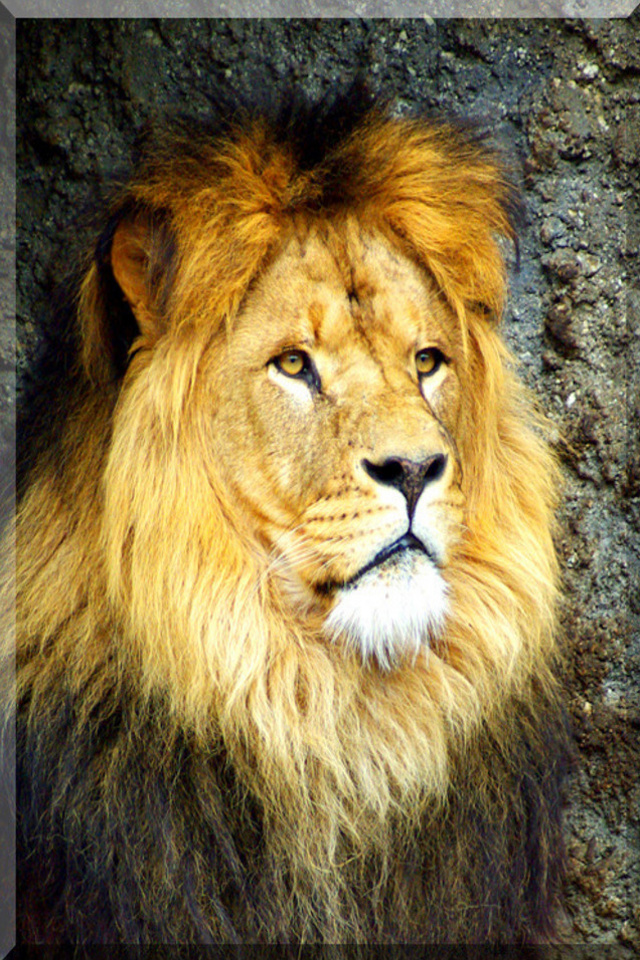 Lion animals wallpaper for iPhone download free
