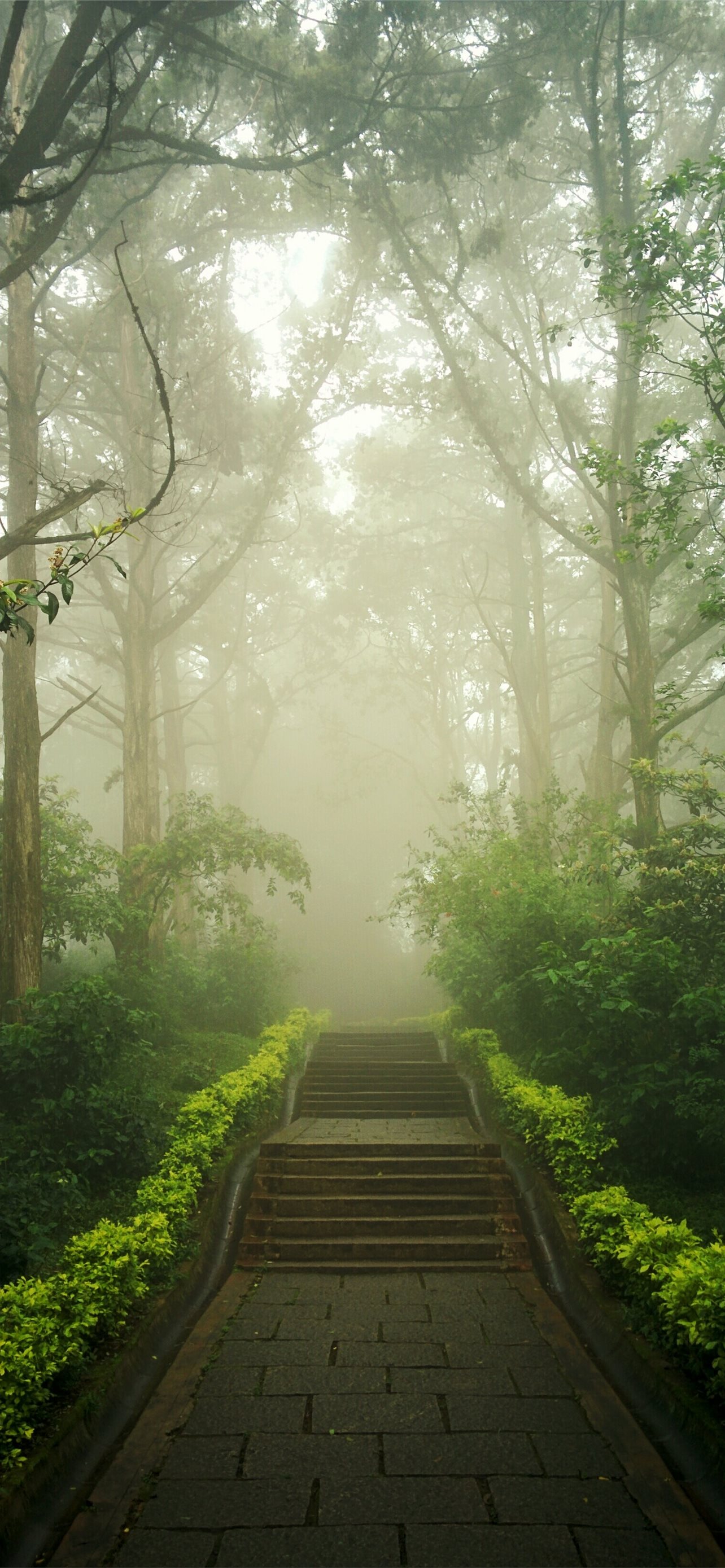 Trees And Plants iPhone Wallpaper