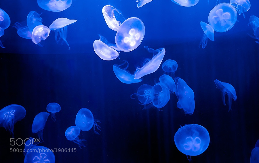 Moon Jellyfish Wallpaper HD Photograph By