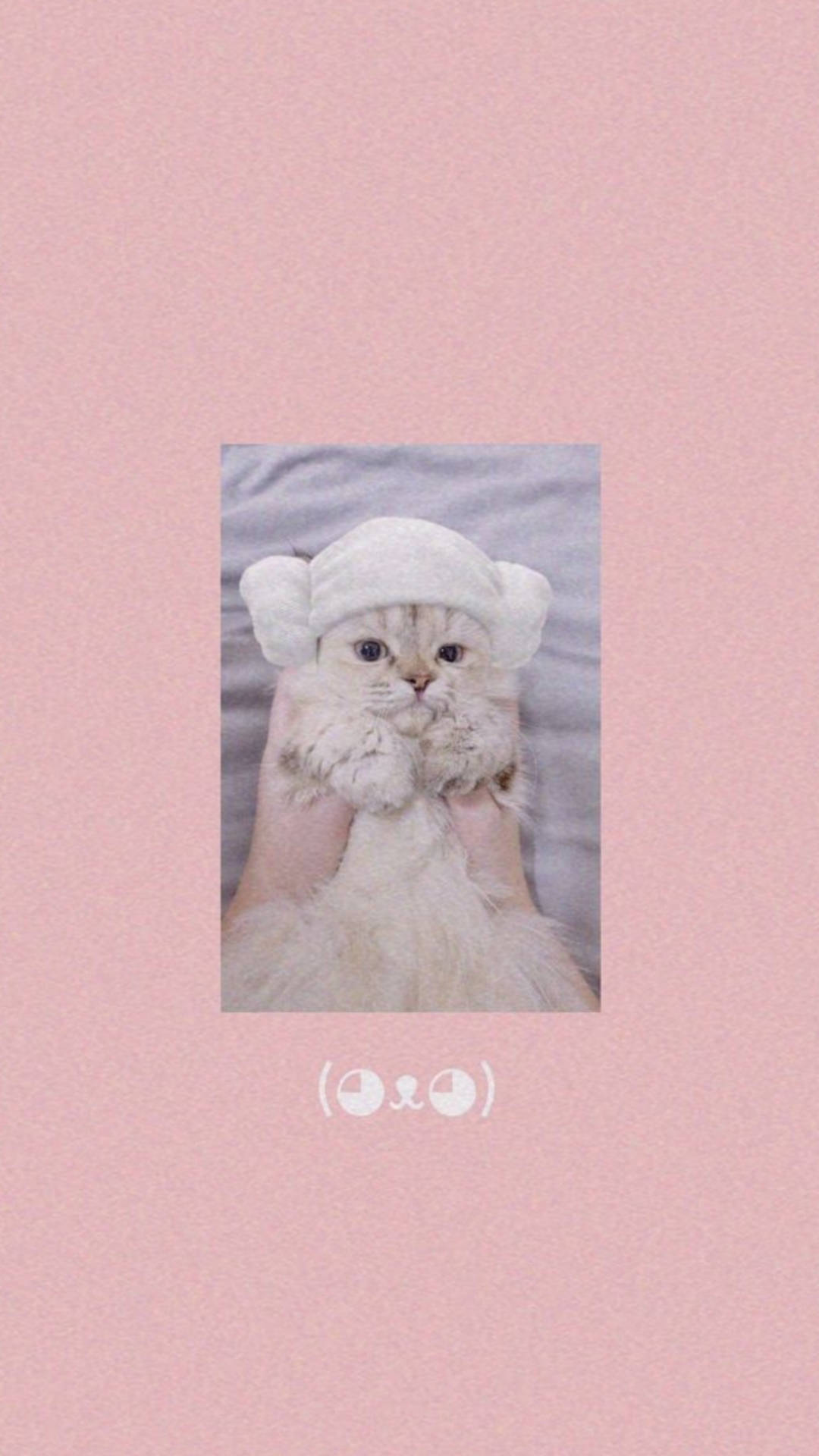 Cute Cat Aesthetic Wallpaper