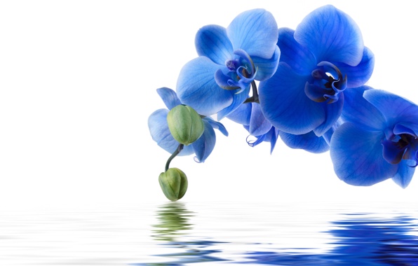 Background Water Reflection Flower Blue Orchid Wallpaper Photos