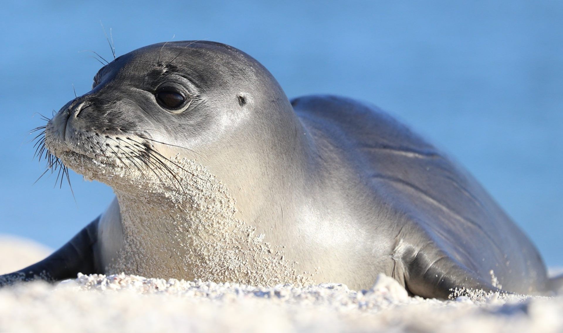 Monk Seal Wallpaper