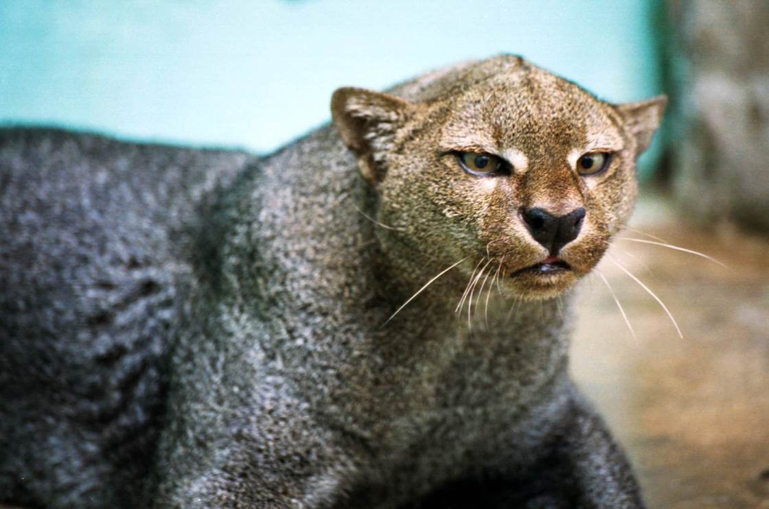 Jaguarundi Animal Facts And HD Photos Collection
