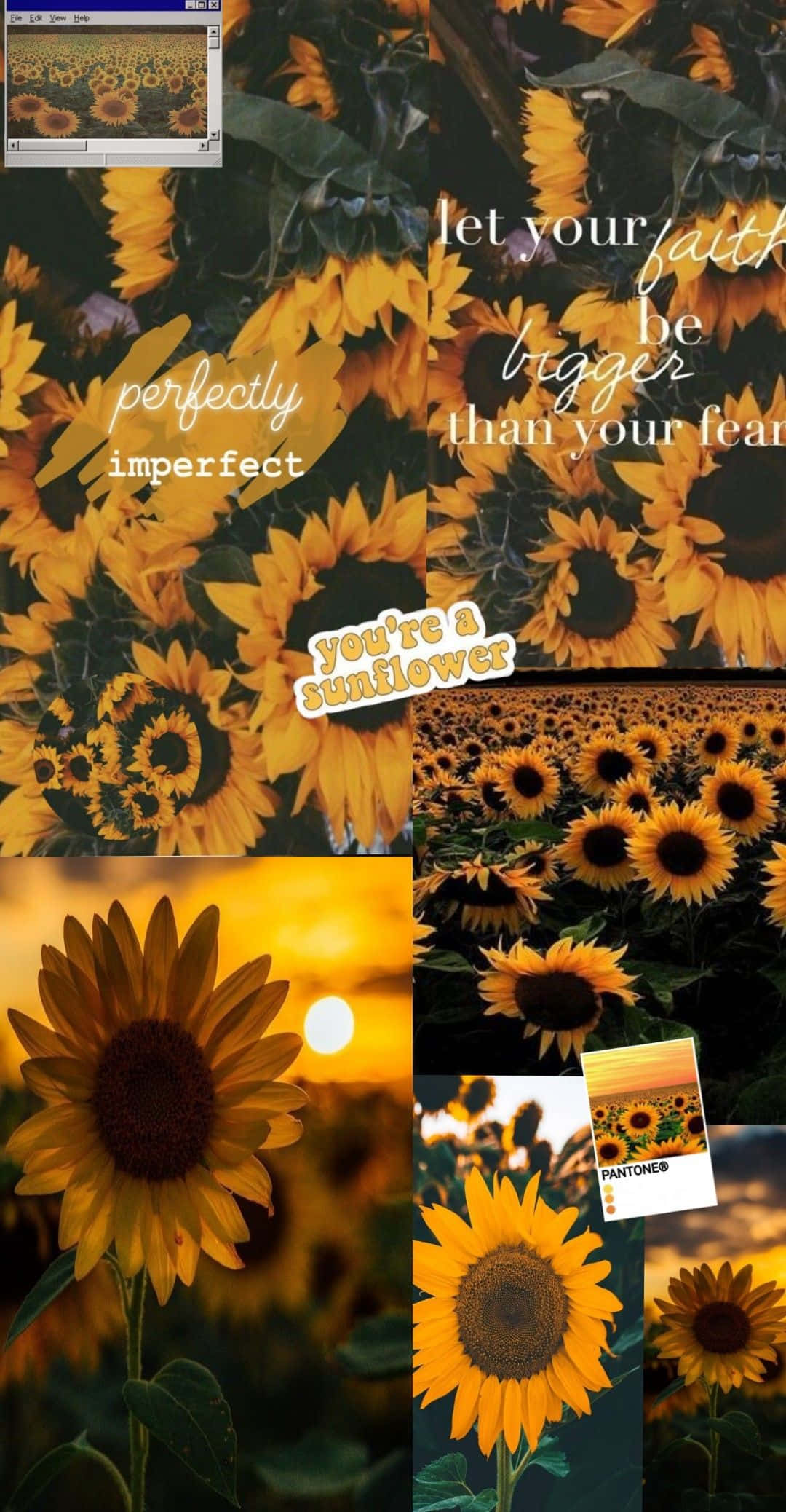 Yellow Sunflower Aesthetic Wallpaper