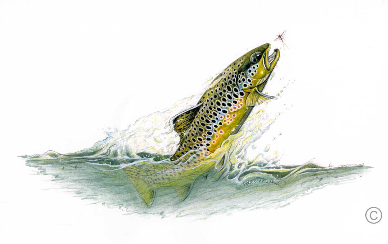 Best Sportfish Background